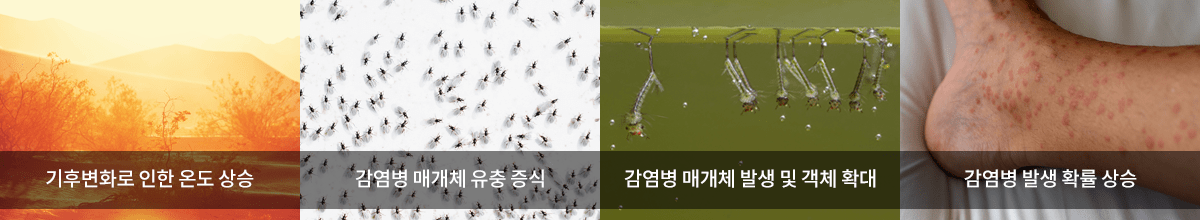 기후변화로 인한 온도상승, 감염병 매개체 유충 증식, 감염병 매개체 발생 및 객체 확대, 감염병 발생 확률 상승