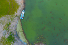 녹조 및 부영양화